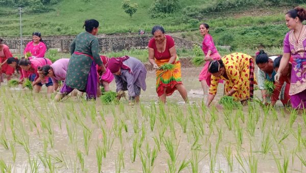 सिन्धुलीमा रोपाइँ महोत्सव [ फोटो फिचर ]